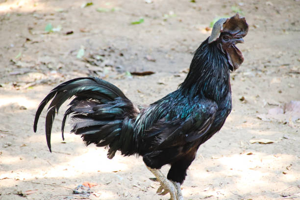 Kadaknath Chicken stock photo