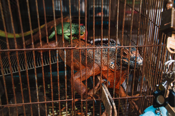 Red Iguana Sold as Exotic Pet