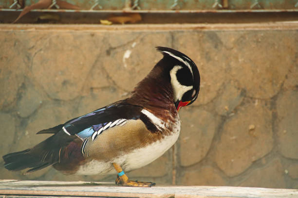 Male wood duck or Aix sponsa grooming itself