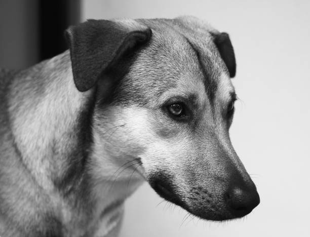 istock Dog Portrait 1350224891