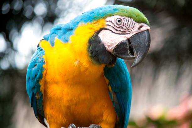 istock Brazilian Blue and Yellow Arara 1350225109
