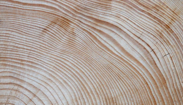 istock cross section of tree trunk 1350225436