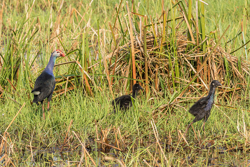 A family of Grey-headed Swamphen (Porphyrio poliocephalus), formerly subspecies of Purple Swamphen, walking in the grass