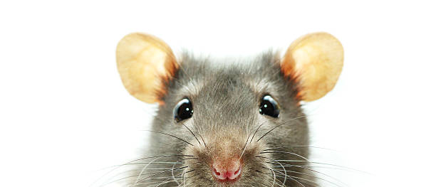 A close-up shot of a mouse on a white background