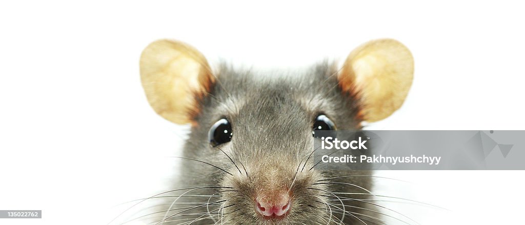 A close-up shot of a mouse on a white background funny rat  isolated on white background Mouse - Animal Stock Photo