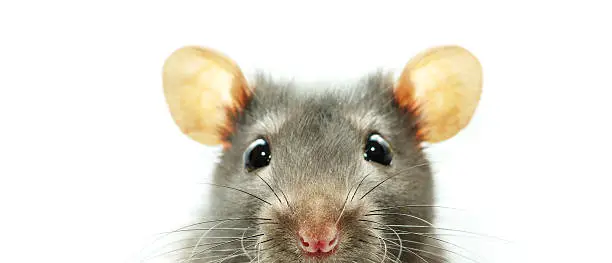 Photo of A close-up shot of a mouse on a white background