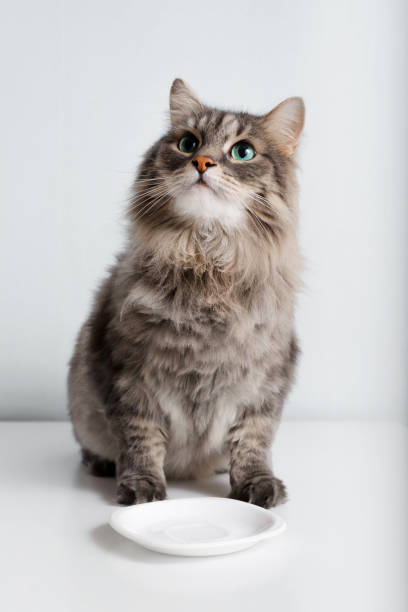 Portrait of funny gray cat sitting near empty plate and looking up with big green eyes. Cute fluffy hungry pet waiting for food, indoors. Animal theme stock photo