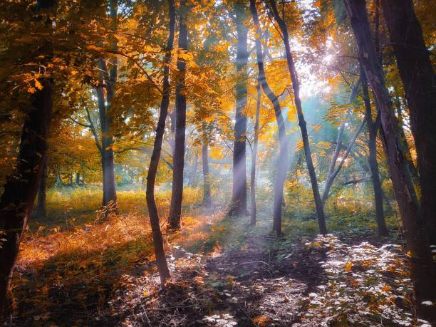 istock Bright autumn forest in vibrant tones. 1350228439