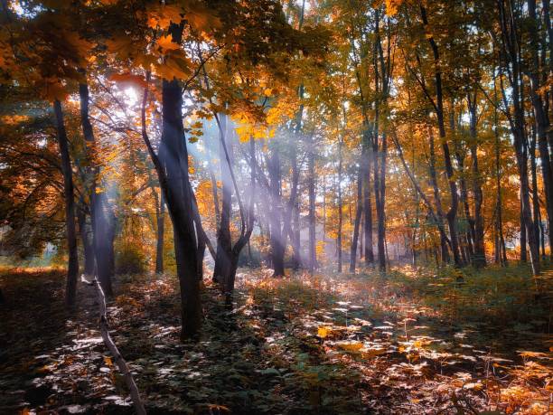 istock Bright autumn forest in vibrant tones. 1350228982
