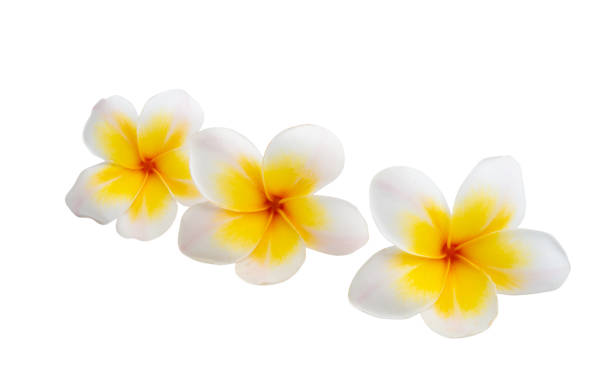 istock plumeria flower isolated 1350228985
