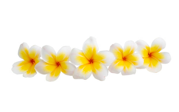 istock plumeria flower isolated 1350229119
