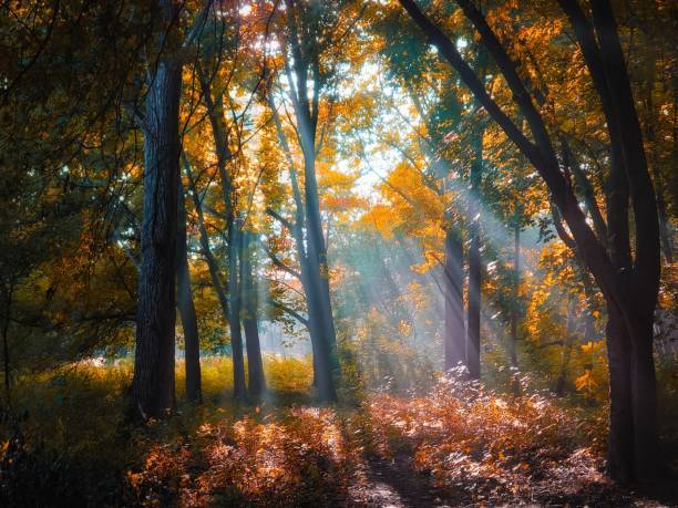 istock Bright autumn forest in vibrant tones. 1350229586