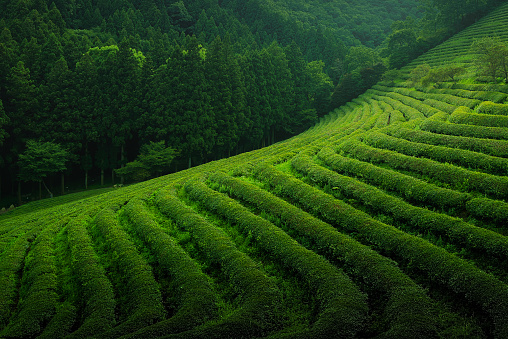 South korea Green tea field