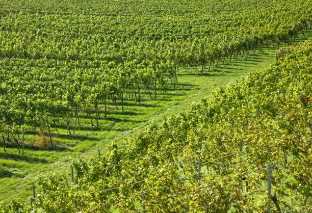 istock field of vine grapes under sun light 1350229920