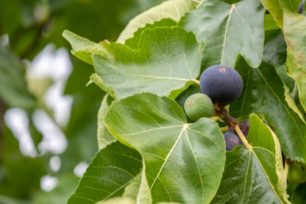 istock Close up on raw figs hanging on a tree with green leaves 1350230265