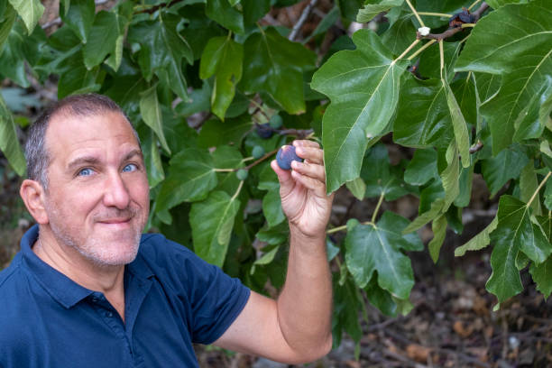 Fig harvesting season in Greece. Picking fresh purple fruits from the tree in the garden. Summer outdoor activity. Cultivating plants. Food background. Healthy lifestyle