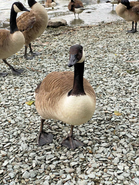 istock A close up of a Canada Goose 1350230407
