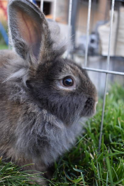 widok z boku lion head rabbit ears perked - ears perked zdjęcia i obrazy z banku zdjęć