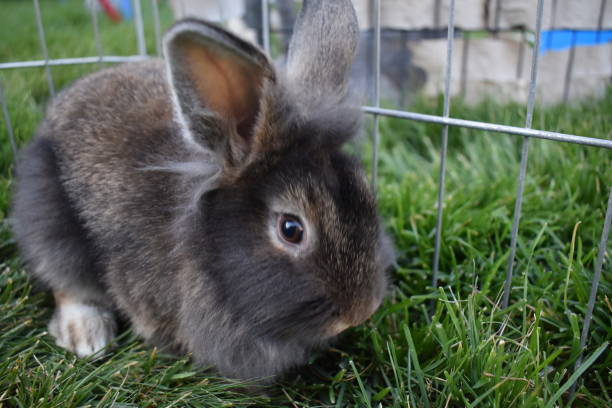 istock Side to front angled view of  Lion Head Rabbit 1350230474