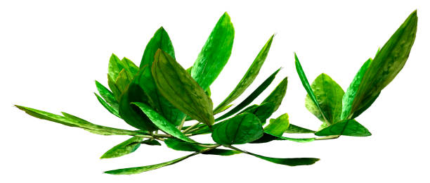흰색에 3d 일러스트 공통 질경이 식물 - plantain major herb greater 뉴스 사진 이미지