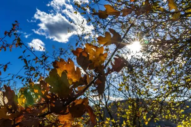The sun's rays break through the fading oak trees. October days. Colors of Autumn. Sunny autumn day.