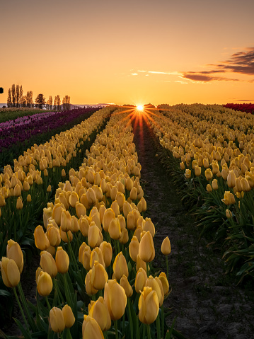 Springtime sunset over thousands of vibrant yellow tulips in Skagit Valley, Washington.