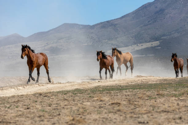 istock Wild horses in the Utah Desert 1350234466