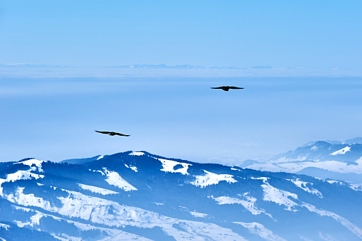 Close-up of two black eagle gliding above Alps, Saentis mountain, Switzerland.