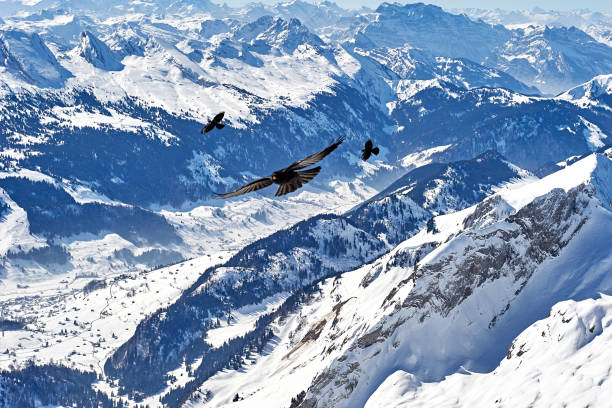 istock Aerial View of Three Black Eagle Flying at Alps Valley 1350235191