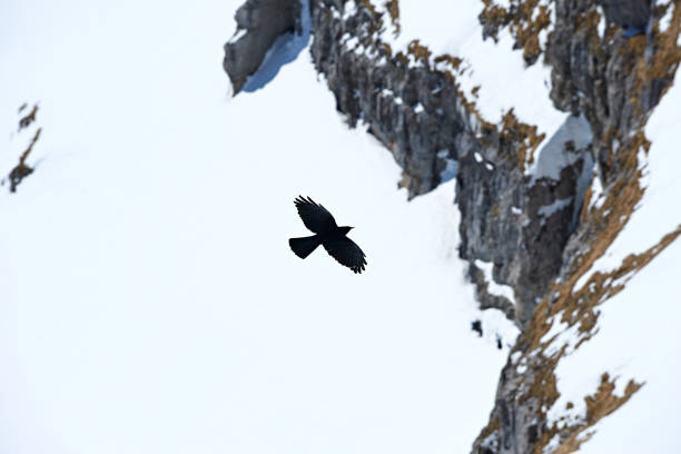 Jackdaw Bird Walking