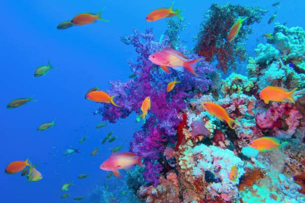 แนวปะการังเขตร้อนที่สวยงามด้วยปะการังอ่อนสีม่วง dendronephthya และแอนเธียปลาสีแดง - ปลากะรังจิ๋ว ปลาเขตร้อน ภาพสต็อก ภาพถ่ายและรูปภาพปลอดค่าลิขสิทธิ์
