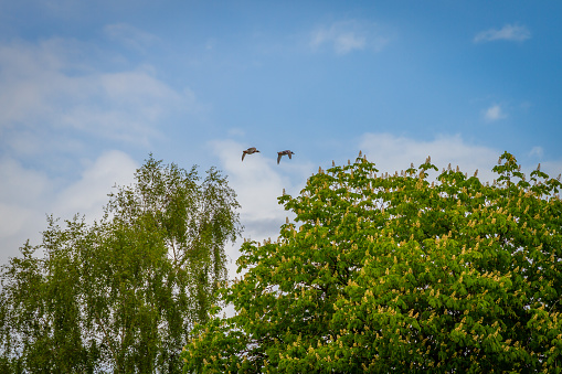 A pair of geese flying across trees against a blue sky