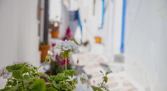 Geranium blooming ornamental with white flowers fresh green plant. Perennial pelargonium at Kythnos island Cyclades destination Greece. Blur background space.