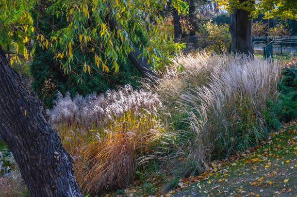istock Beautiful landscape with trees, bushes and grass 1350240094