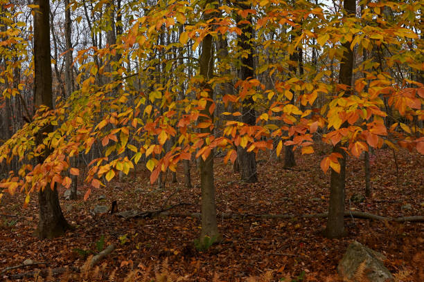 amerikanische buchenlandschaft im herbst - saturated color beech leaf autumn leaf stock-fotos und bilder