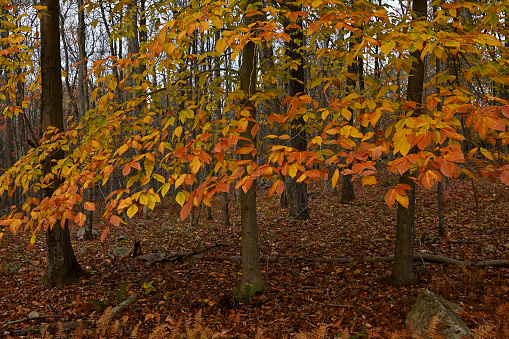 American beech landscape in autumn. The beech is a beautiful eastern tree with distinctive smooth-gray bark, in recent times plagued by often-fatal bark and leaf diseases. Taken in Connecticut.