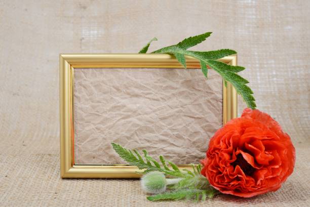 istock Red poppy flower and an empty frame , close up studio shot. 1350241082
