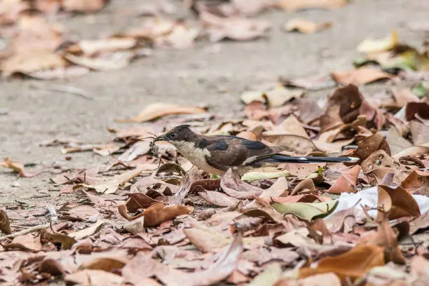 Photo of Pied Cuckoo (Jacobin Cuckoo)