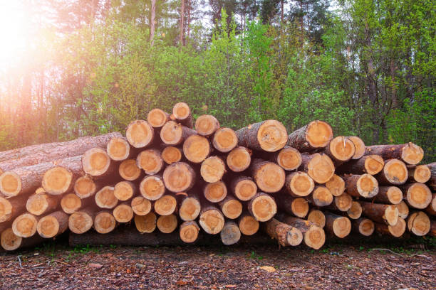 istock Stacked pine trees log trunks, the logging timber wood industry. 1350247464