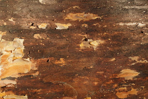 istock Old wooden bark texture for background, front view image 1350248578