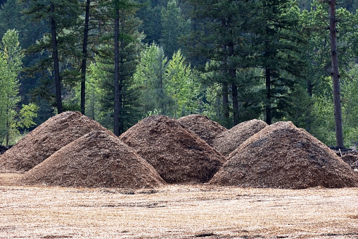 Piles of Wood Chips at Logging Mill