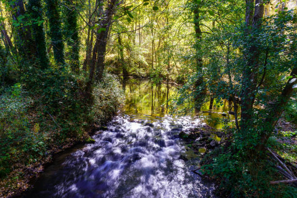 istock Stream between trees on an autumnal day with glare of sunlight. 1350251469