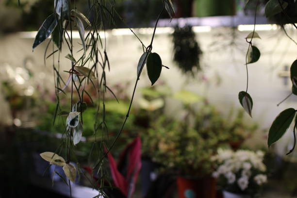 un magasin de plantes avec des plantes suspendues au plafond - ivy houseplant isolated plant photos et images de collection
