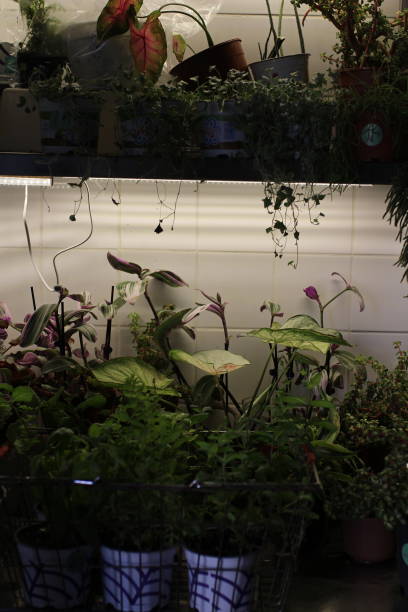 magasin de semis avec éclairage de laboratoire - ivy houseplant isolated plant photos et images de collection