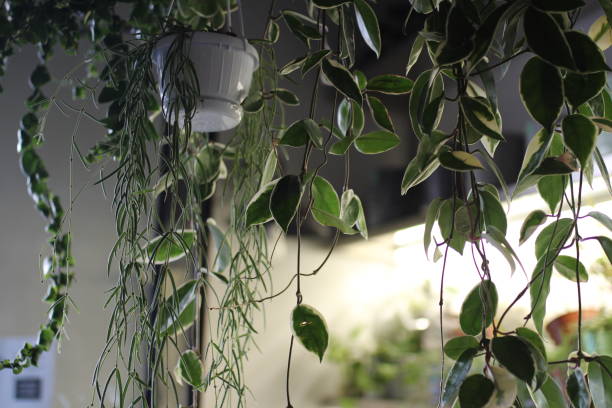 istock A plant store with plants hanging from the ceiling 1350251558