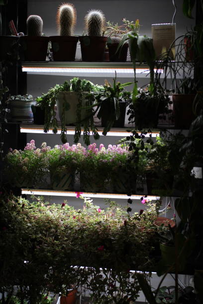 étagères de semis avec éclairage frais - ivy houseplant isolated plant photos et images de collection
