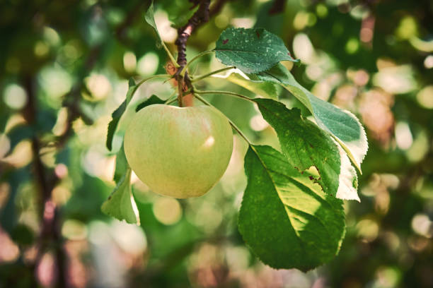 istock Apple tree branch with Ripe green apples on a blurred background during ripening 1350252255