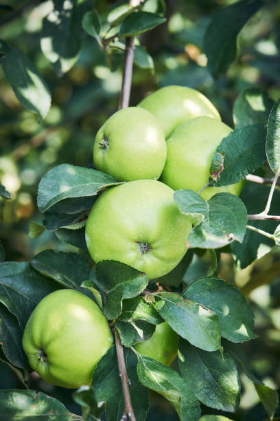 Apfelbaumzweig mit reifen grünen Äpfeln auf verschwommenem Hintergrund während der Reifung – Foto
