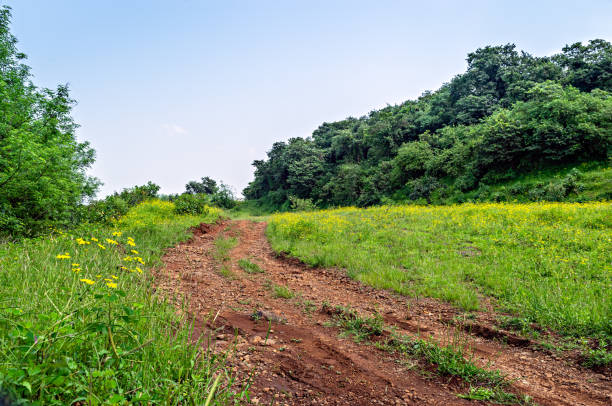 丘につながる田舎道。 - cattle station ストックフォトと画像