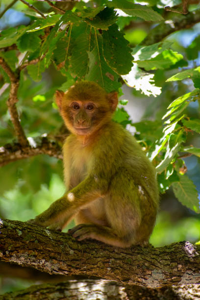 Vertical Close-up shot of a young Barbary macaque (Macaca sylvanus)